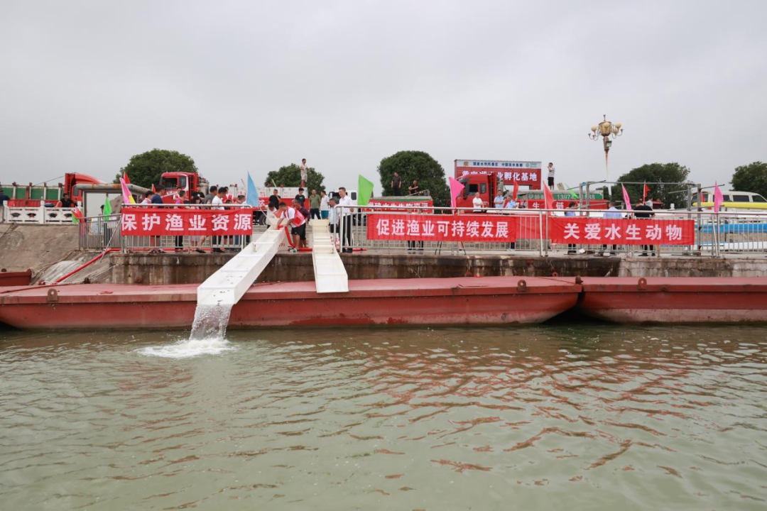106万尾！欢快奔入黄家湖