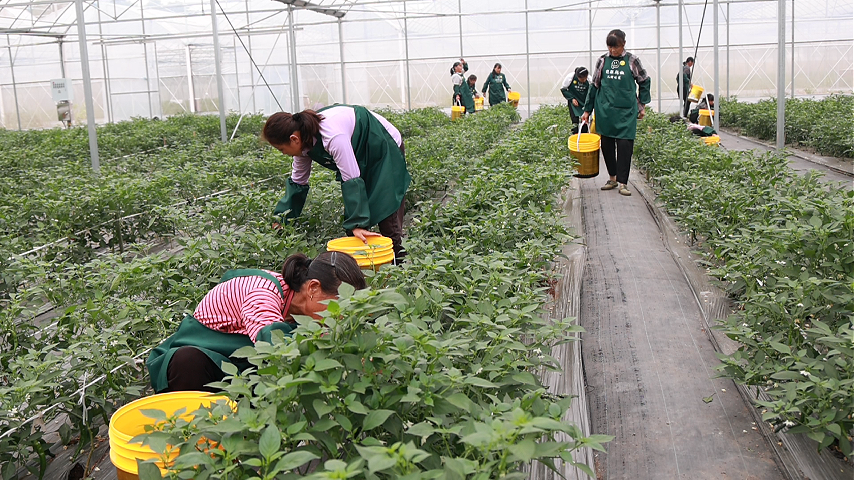 霜降辣相逢｜资阳区的限定秋味