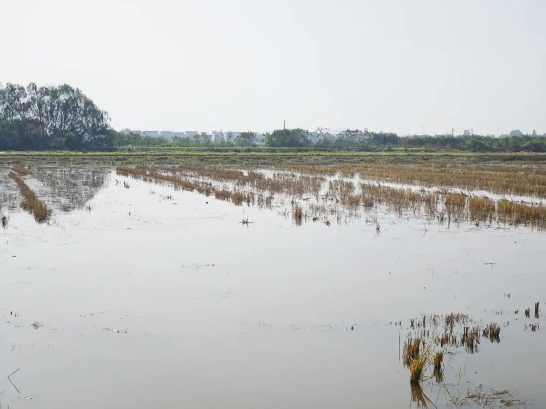 资阳区：“秸”尽所用 “五疏”模式实现经济生态双赢