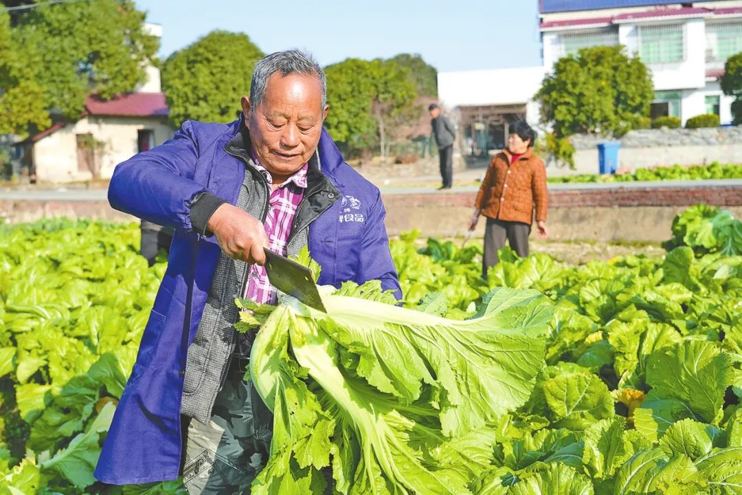 张家塞乡富民村600亩芥菜喜获丰收