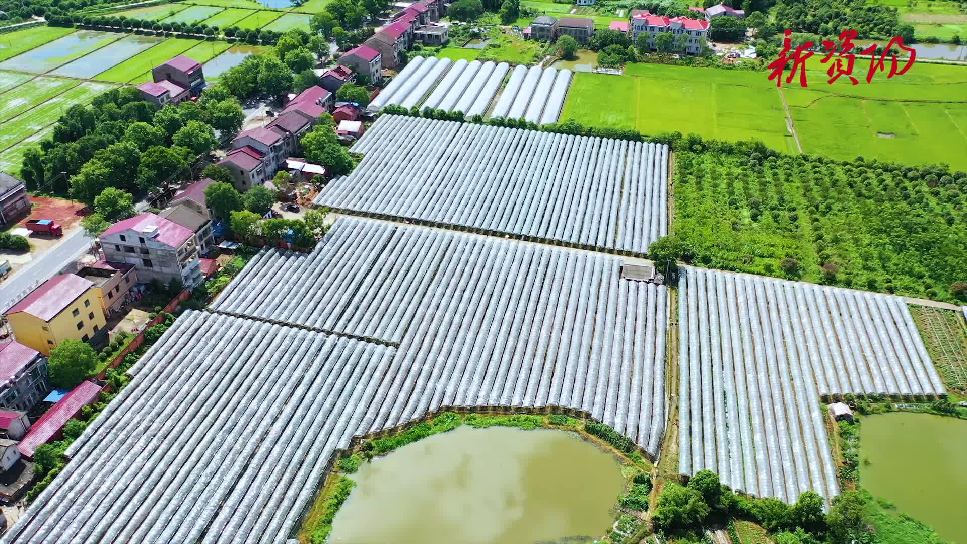 乡村振兴看资阳 | 迎风桥镇:葡萄架下话振兴 - 新湖南